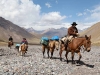 travandeshorses