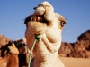travcamelteeth